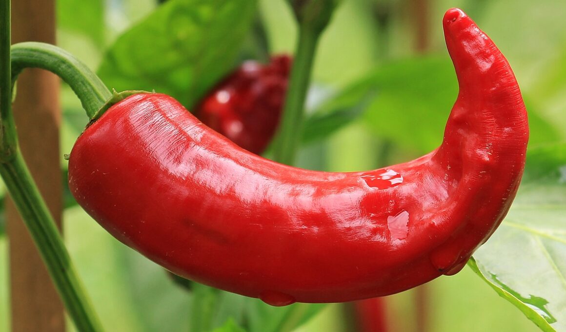 hot peppers, paprika, nightshade plant