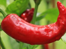 hot peppers, paprika, nightshade plant