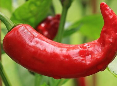 hot peppers, paprika, nightshade plant