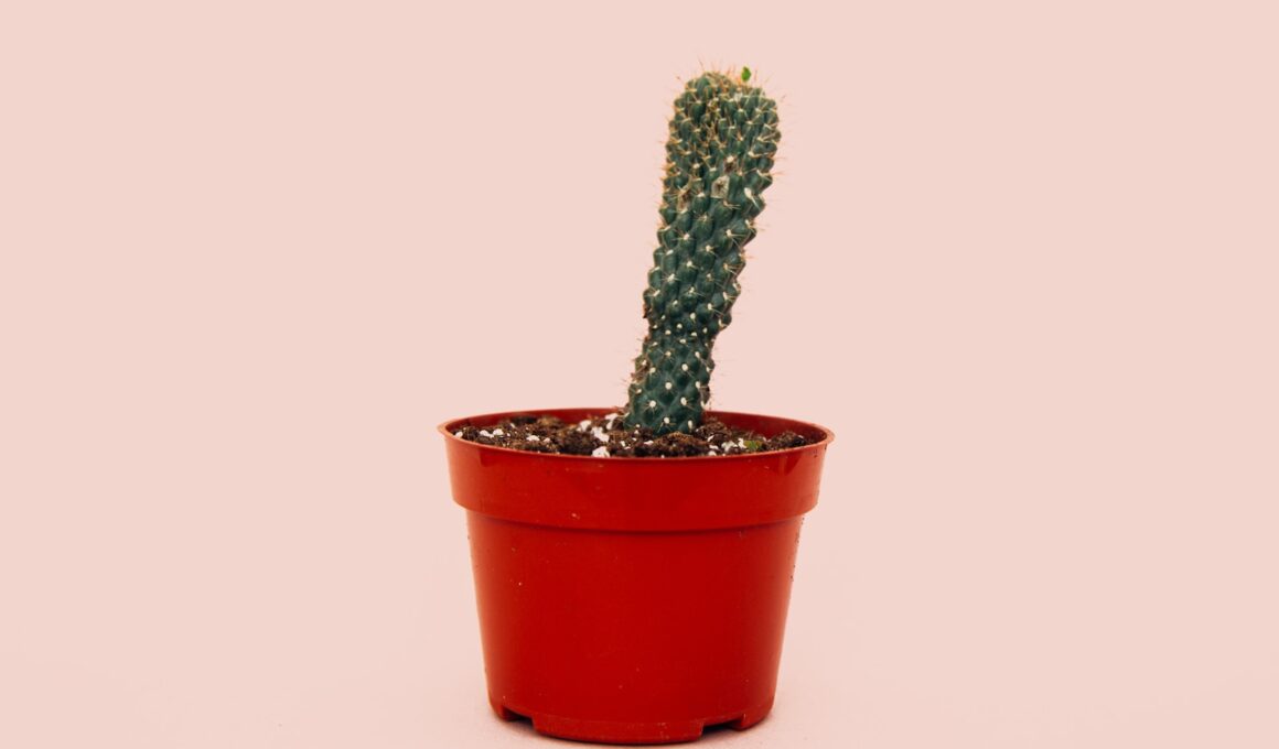 cactus in red plant pot