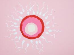 Paper Cutouts Illustration of Fertilization