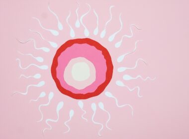 Paper Cutouts Illustration of Fertilization