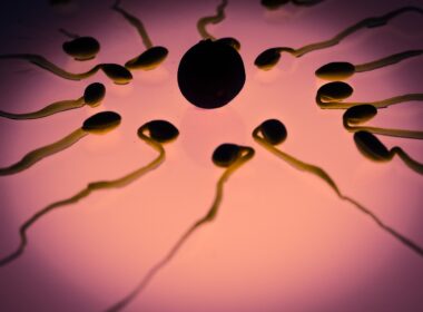sperm, egg cell, fertilization
